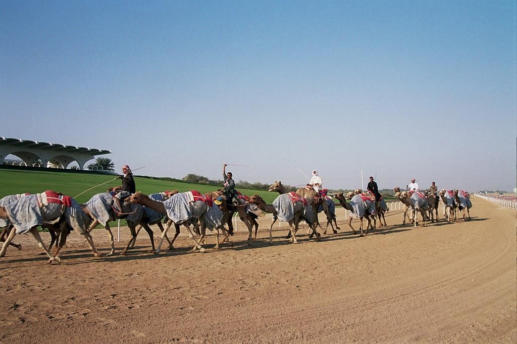 As part of our tour with Arabian Adventures, we visited the Al Wathba Camel Race Track outside Abu Dhabi.